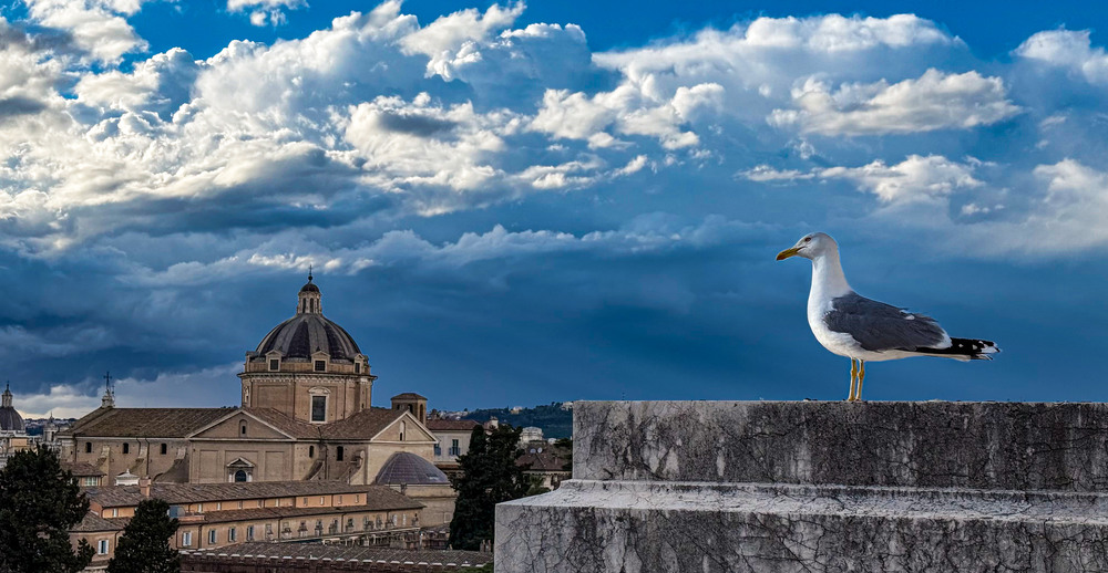 Фотографія Вартовий вічного міста … / Oleksandr Tarasov / photographers.ua