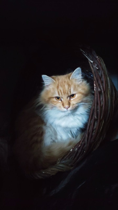 Фотографія Мудрість у котячих очах / OLEKSANDR TARASOV / photographers.ua