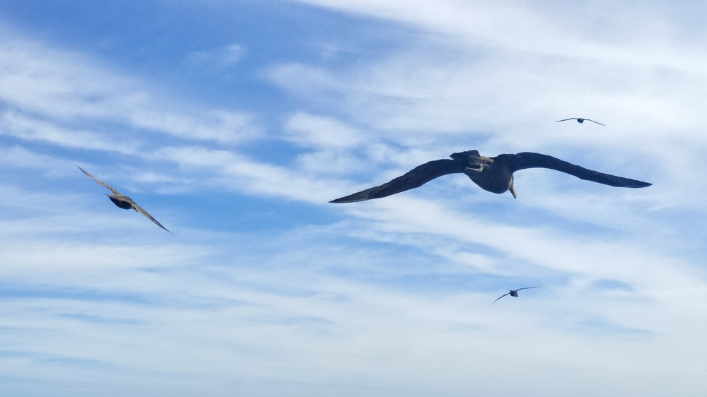 Фотографія Політ без меж / Oleksandr Tarasov / photographers.ua