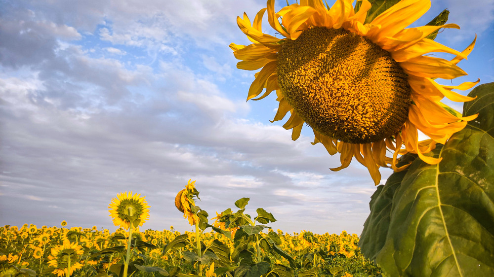 Фотографія Соняшникова Україна..... / Oleksandr Tarasov / photographers.ua