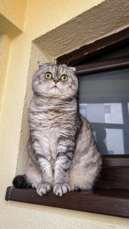 Фотографія My name is Artik…..❤️ / Oleksandr Tarasov / photographers.ua