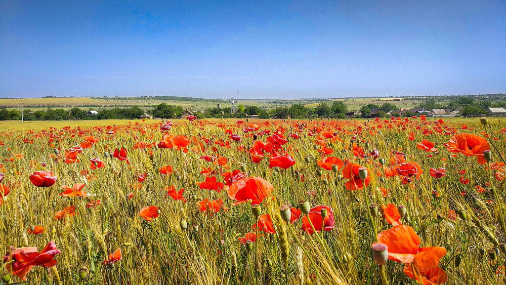 Фотографія Коли земля цвіте червоним…. / Oleksandr Tarasov / photographers.ua