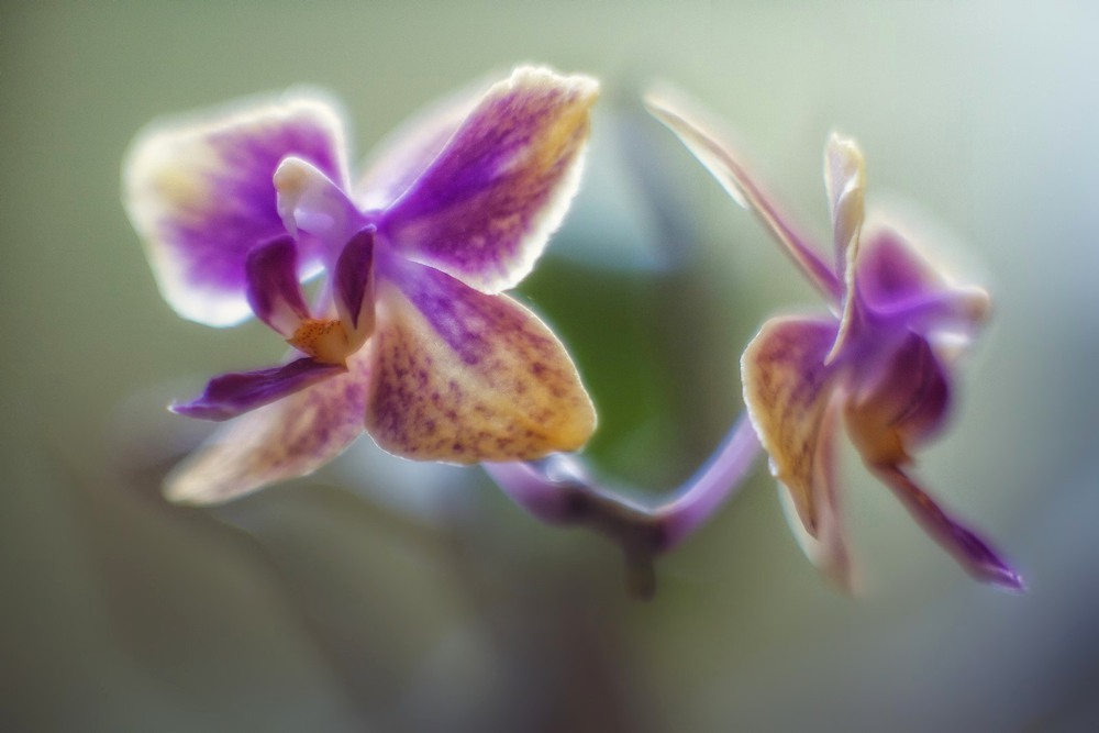 Фотографія раннішня аура орхідеї / Андрій / photographers.ua