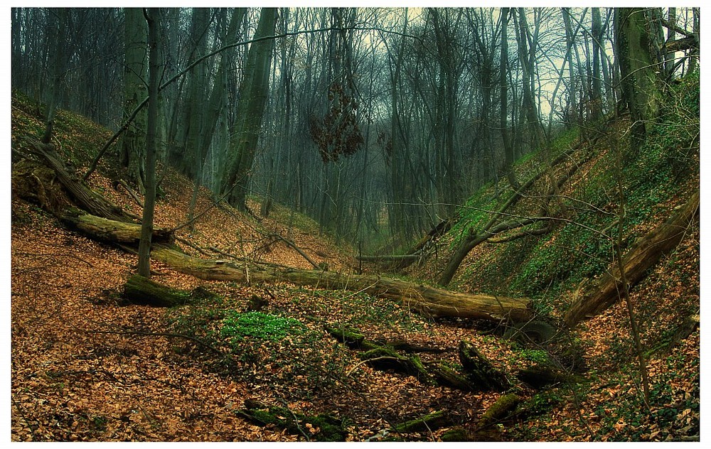 Фотографія духи забутого лісу / Андрій / photographers.ua