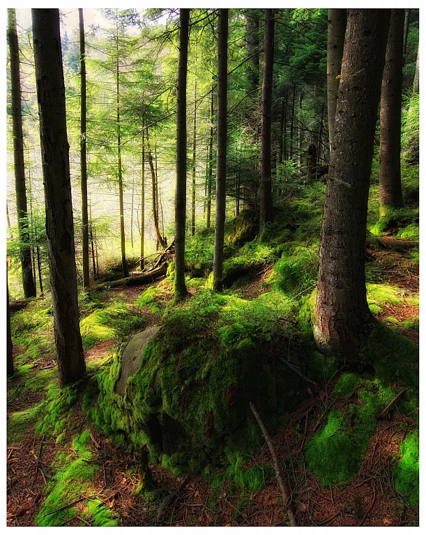 Фотографія чудесний ліс / Андрій / photographers.ua