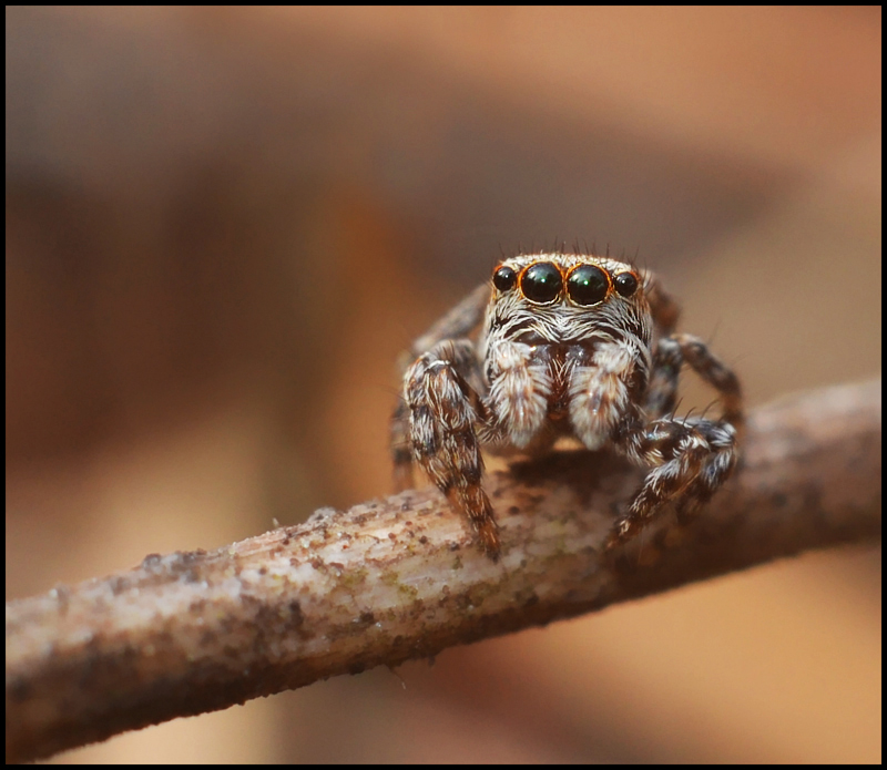 Фотографія little spider... / Букало Володимир / photographers.ua