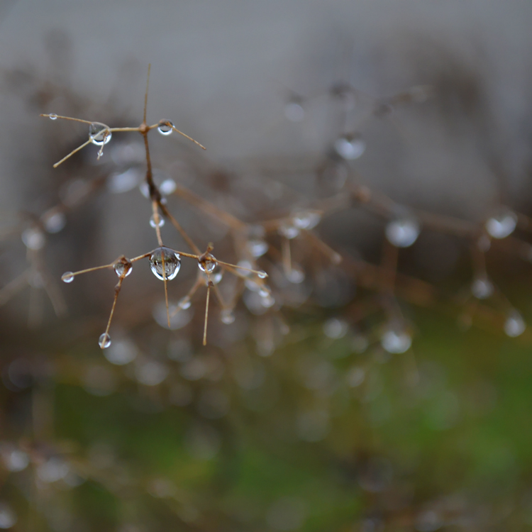Фотографія water drops #1 / Букало Володимир / photographers.ua
