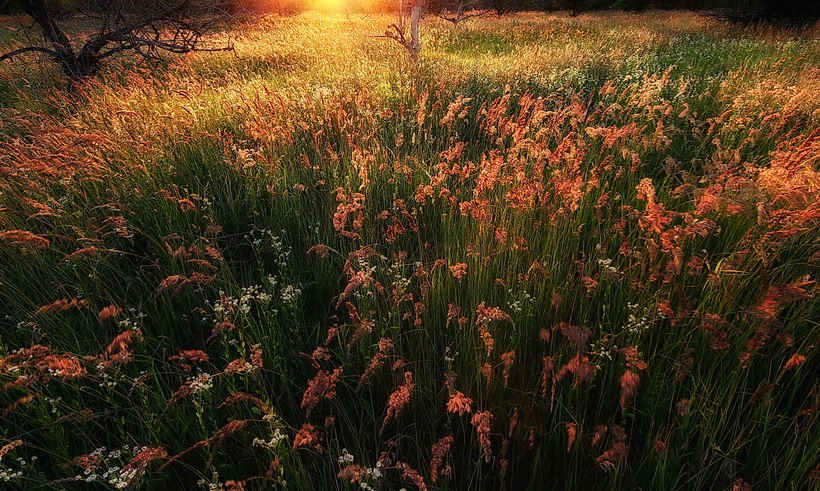 Фотографія Ковыль-трава. / Станислав Гречуха / photographers.ua