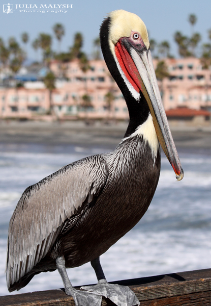 Фотографія pelicano.. / Julia Malysh / photographers.ua