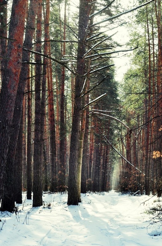 Фотографія Зимний лес / Алексей Борзилов / photographers.ua
