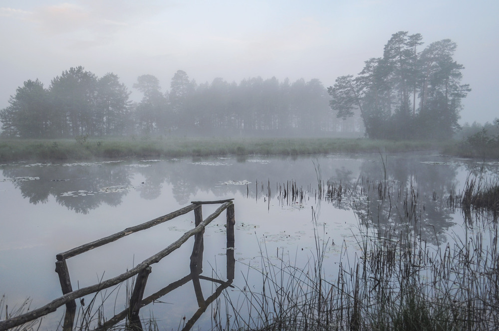 Фотографія десь на болотах... / Володимир Карчевський / photographers.ua