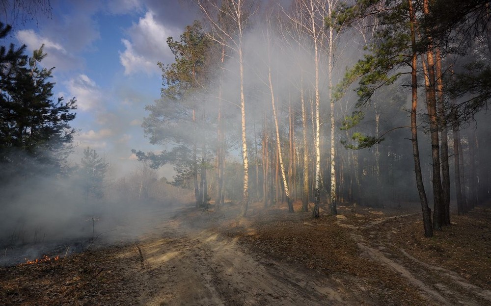 Фотографія лісова пожежа... / Володимир Карчевський / photographers.ua