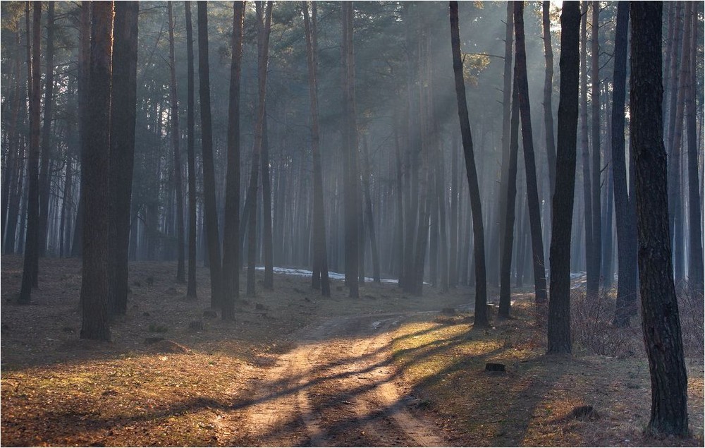 Фотографія ранок у лісі... / Володимир Карчевський / photographers.ua