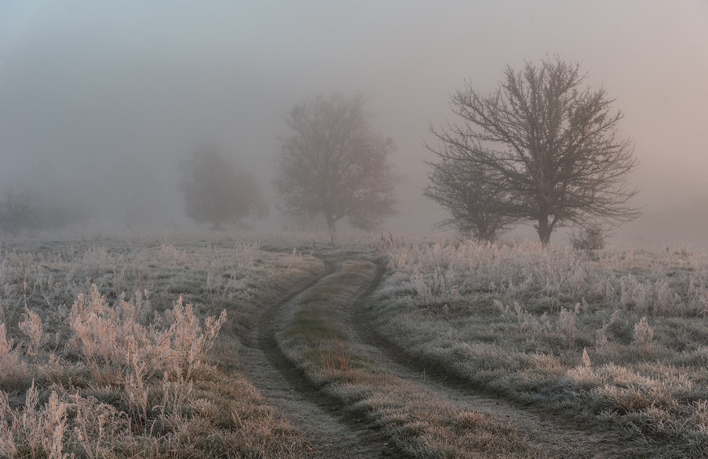 Фотографія Мятний ранок / Володимир Карчевський / photographers.ua