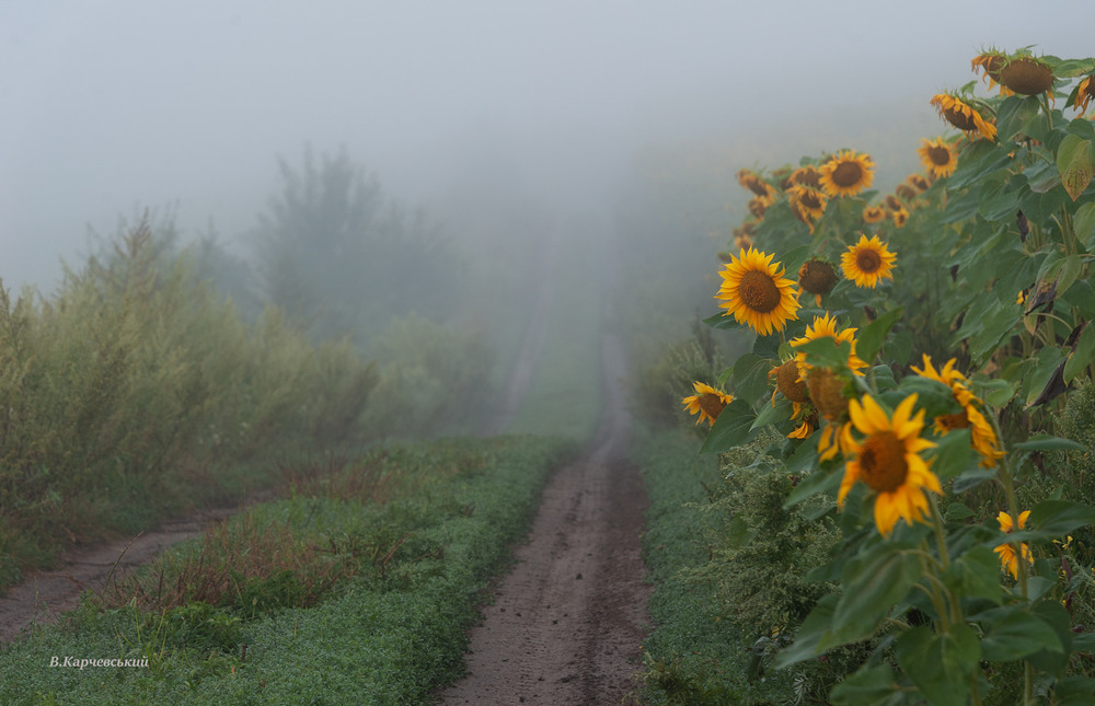 Фотографія Ранок сонашників... / Володимир Карчевський / photographers.ua