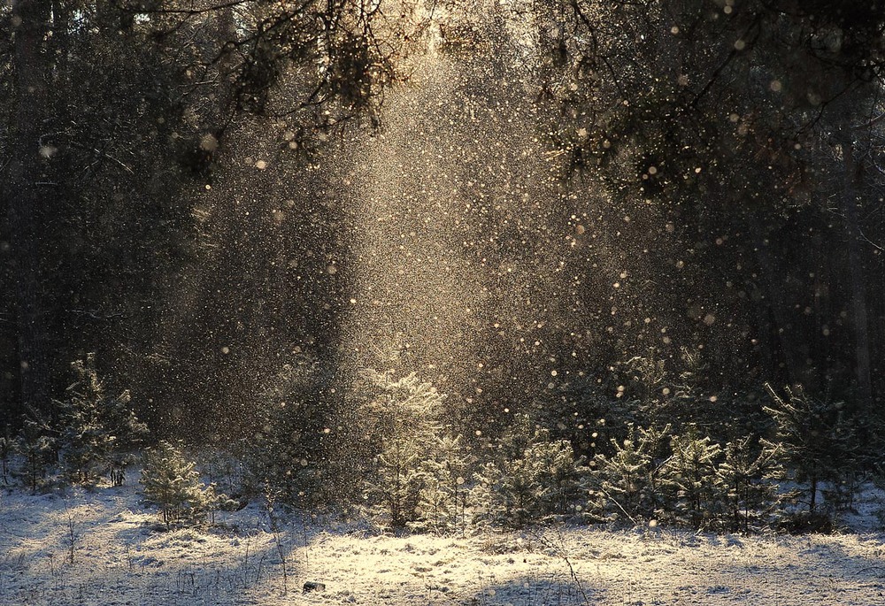 Фотографія Сніжний дощ... / Володимир Карчевський / photographers.ua