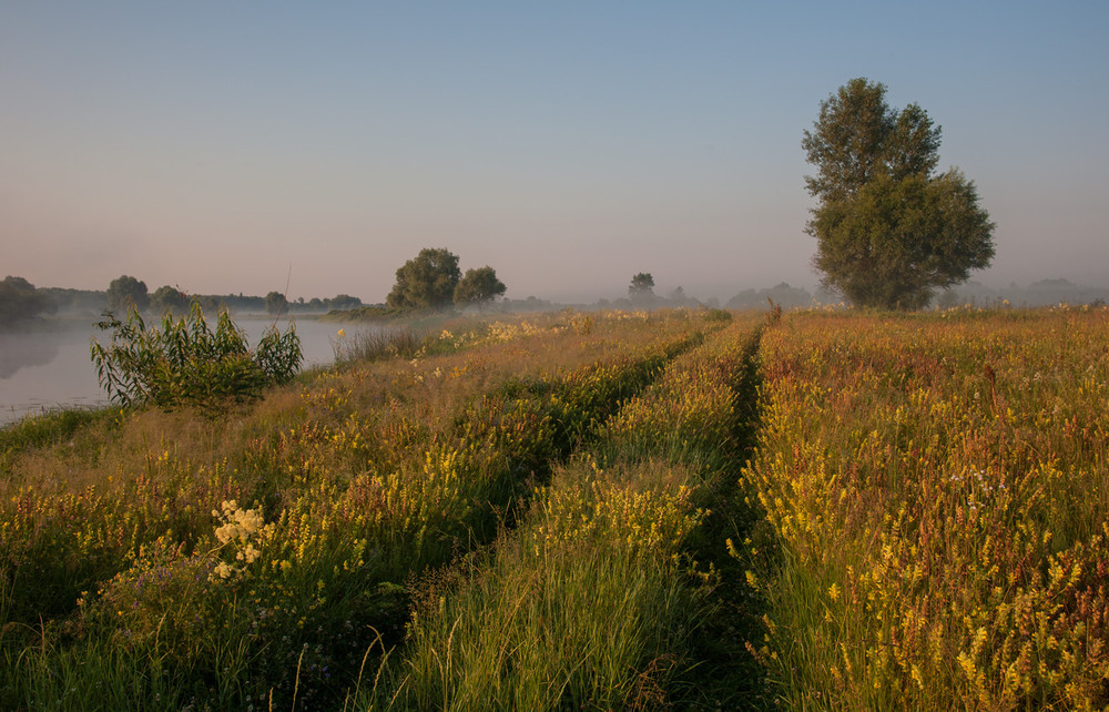 Фотографія В лугах,що пахнуть травами.... / Володимир Карчевський / photographers.ua