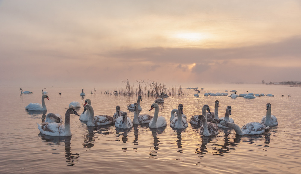 Фотографія *** / Володимир Карчевський / photographers.ua