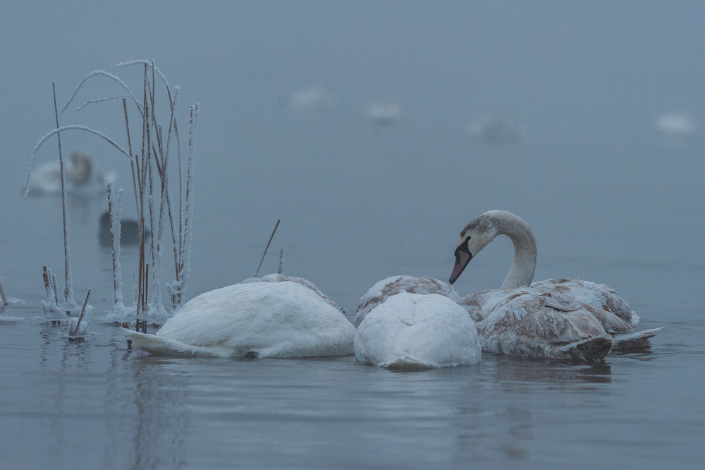Фотографія Холодрига... / Володимир Карчевський / photographers.ua