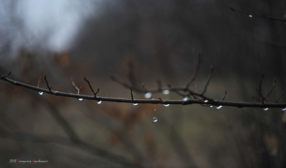 Фотографія Послухай як співає дощ.... / Володимир Карчевський / photographers.ua