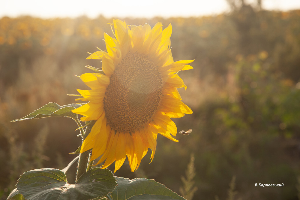 Фотографія * * * / Володимир Карчевський / photographers.ua
