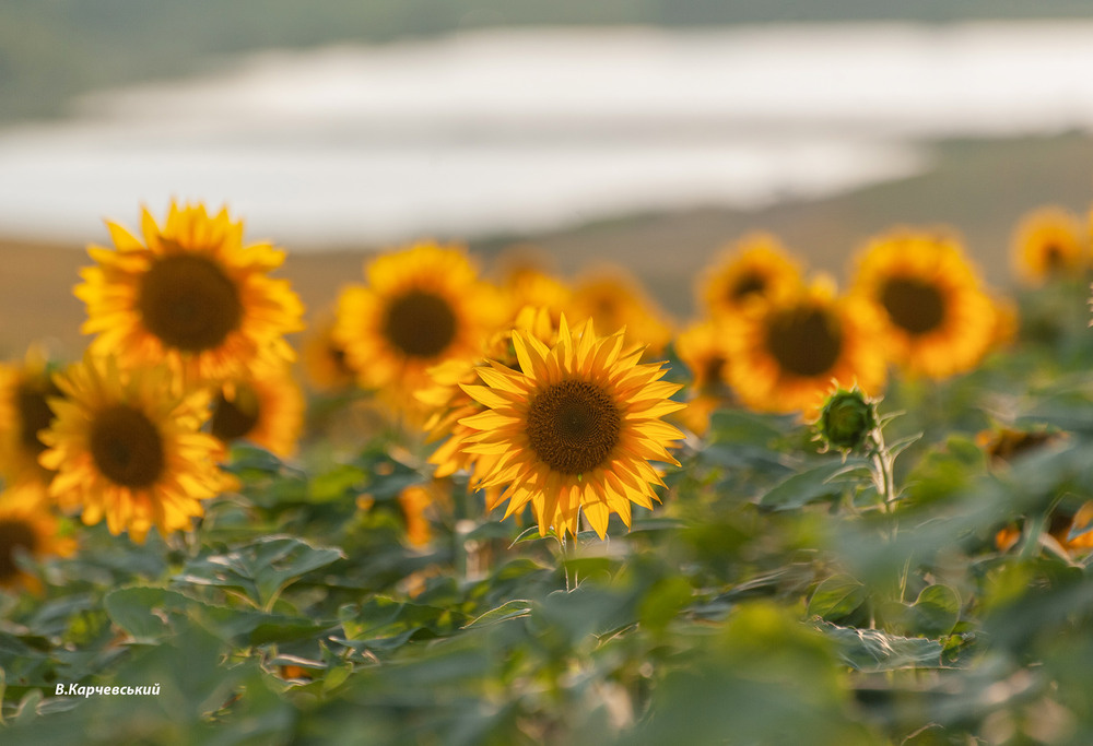 Фотографія * * * / Володимир Карчевський / photographers.ua