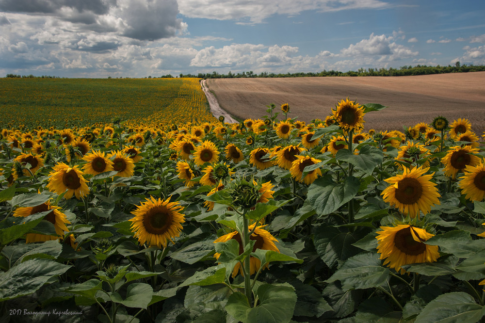 Фотографія сонячні квіти    Присв"ячується  Олені ( Garda) / Володимир Карчевський / photographers.ua