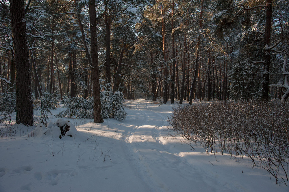 Фотографія про зиму... / Володимир Карчевський / photographers.ua