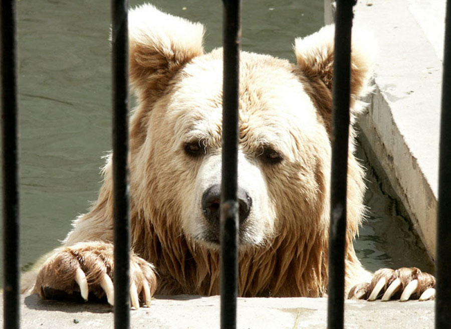 Фотографія Жил на полюсе Медведь... / Nickolay Kolyada / photographers.ua