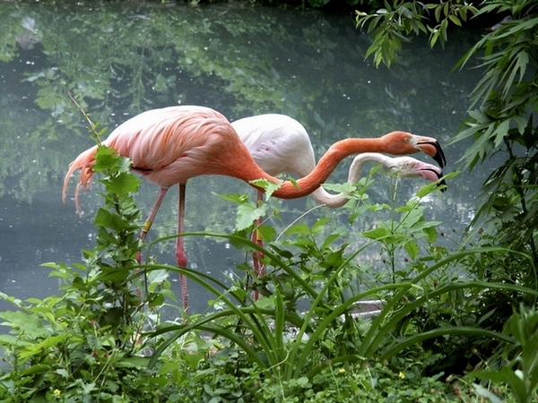 Фотографія Розовый фламинго. / Nickolay Kolyada / photographers.ua