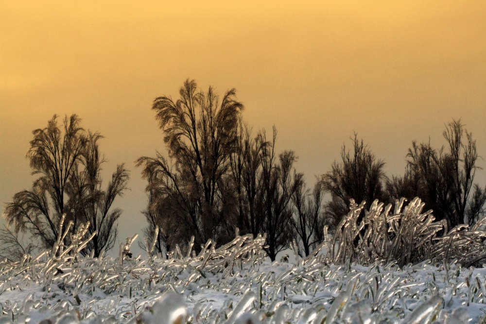 Фотографія а вчера была зелёной... / Евгений Рублевский / photographers.ua