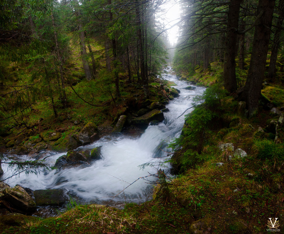 Фотографія Річка, що мандрувала лісом / Вітергір / photographers.ua