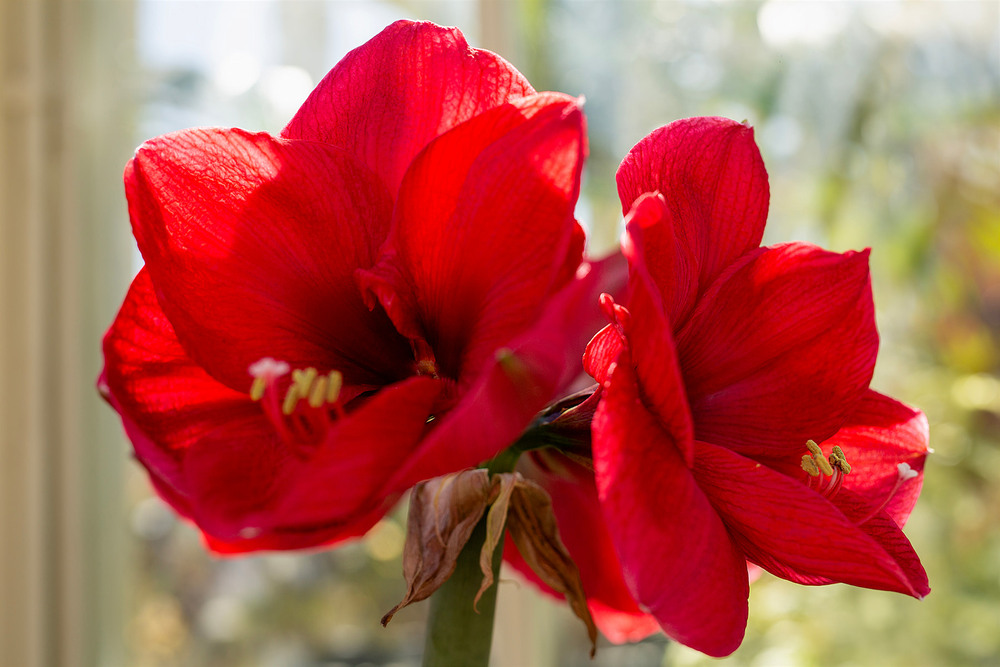 Фотографія Гіпеаструм / Maryna Nazina / photographers.ua