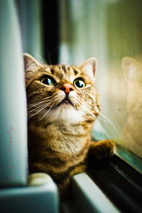 Фотографія trevelling cat / Cheshire) / photographers.ua