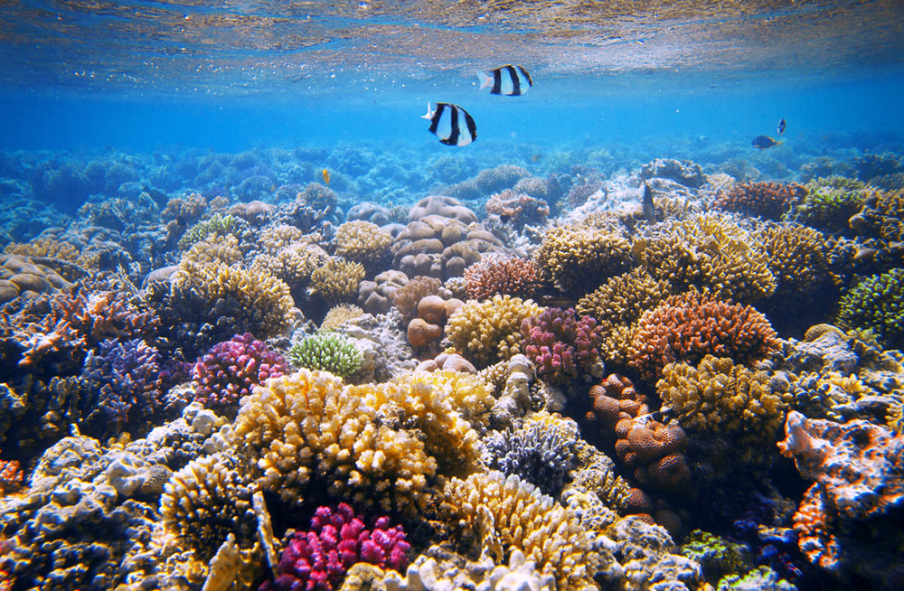 Фотографія Underwater world / Virf / photographers.ua