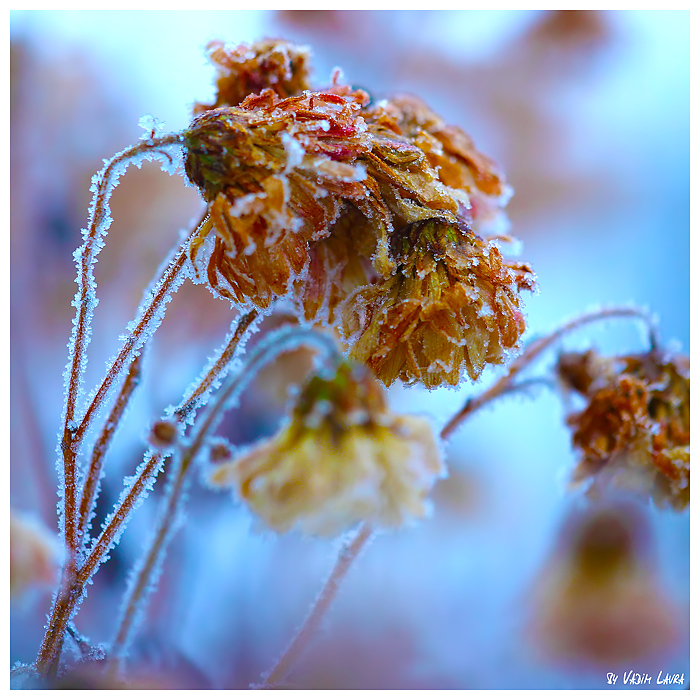 Фотографія Отцвели уж давно хризантемы в саду... / Вадим / photographers.ua