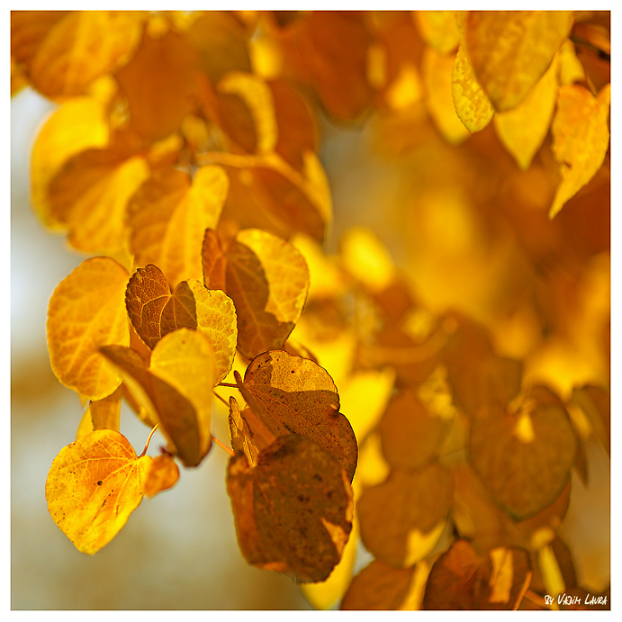 Фотографія Yellow... / Вадим / photographers.ua