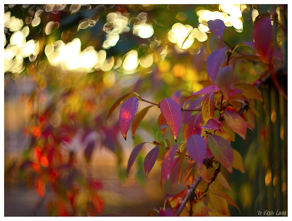 Фотографія ... Autumn Time ... / Вадим / photographers.ua