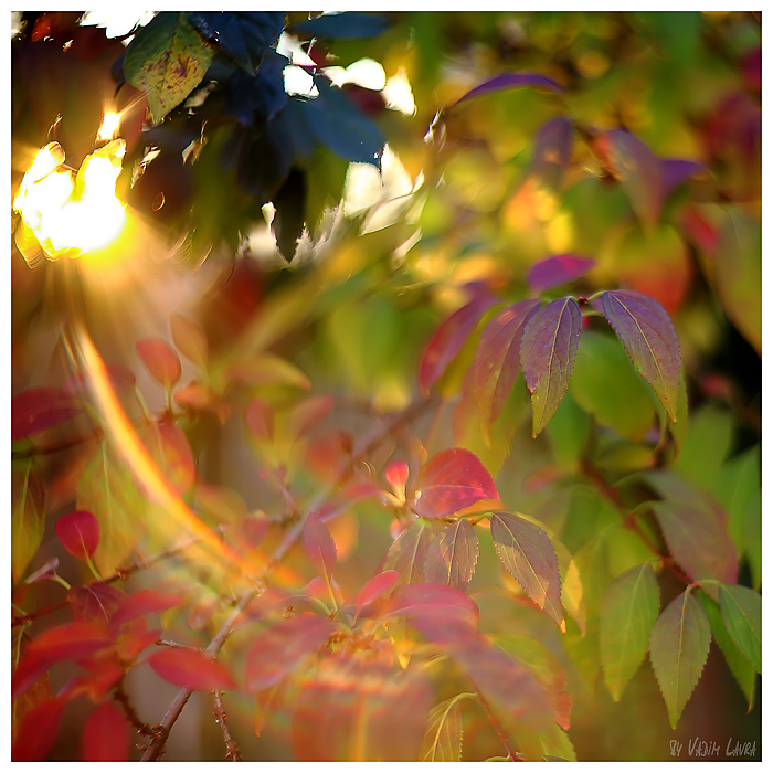 Фотографія ... Autumn Time ... / Вадим / photographers.ua