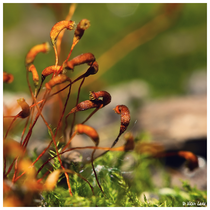 Фотографія Bryophyta... / Вадим / photographers.ua