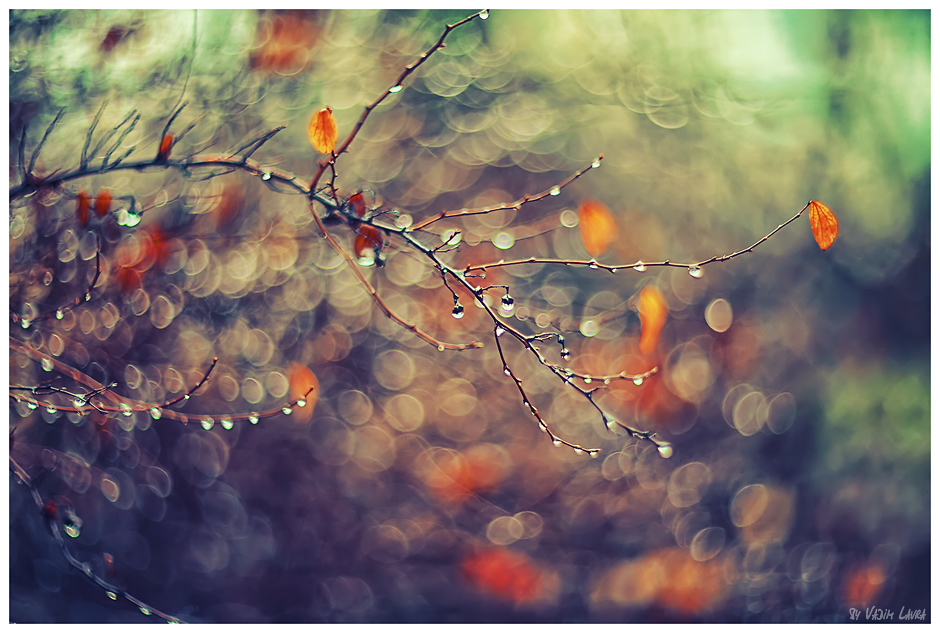 Фотографія ...Autumn Leaves... / Вадим / photographers.ua