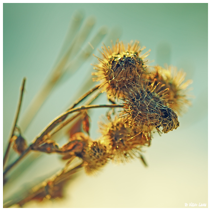 Фотографія Bouquet... / Вадим / photographers.ua