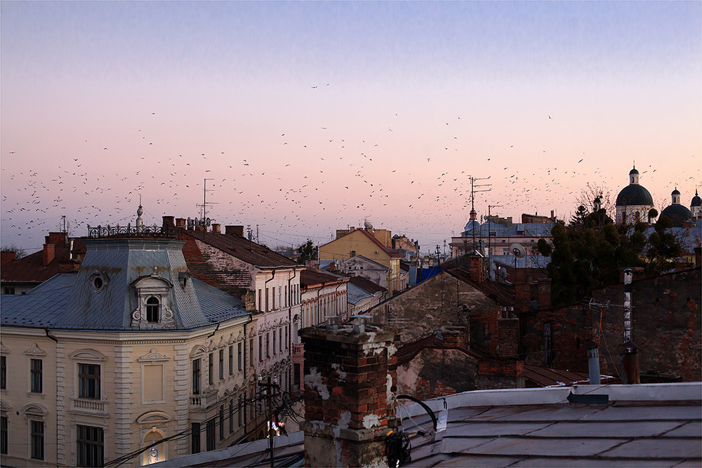 Фотографія Дахи-птахи / Геда Тетяна / photographers.ua