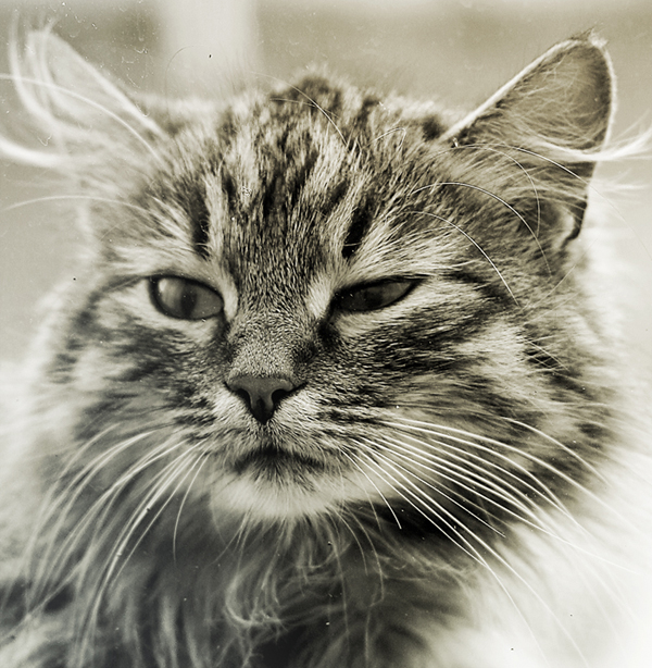 Фотографія Сусід / Alina Virstyuk / photographers.ua