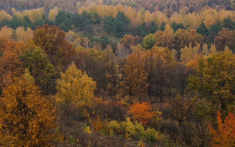 Фотографія Осень / Alexander R. / photographers.ua