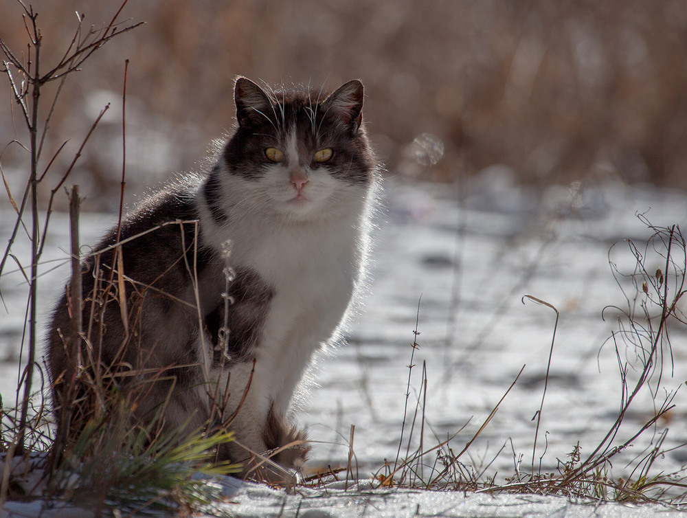 Фотографія Солнечно-морозный кот / Сергей К / photographers.ua