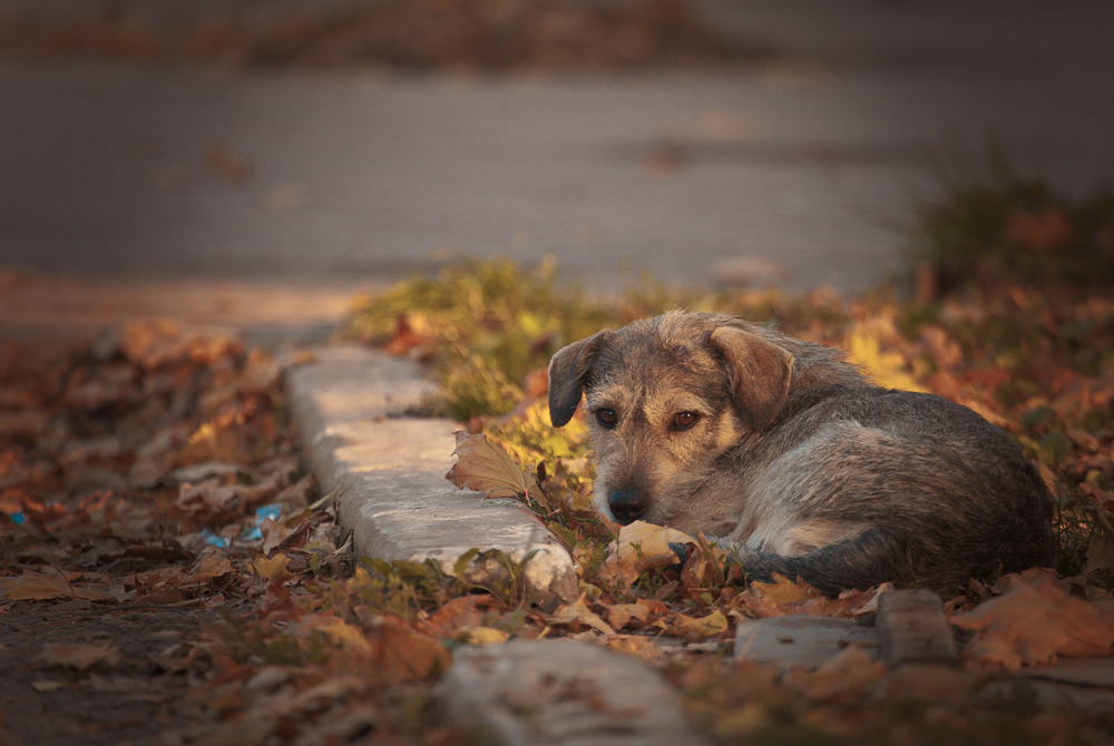 Фотографія На ковре из желтых листьев... / Сергей К / photographers.ua
