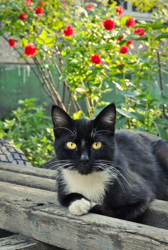 Фотографія летний кот / Plump Bisquit / photographers.ua