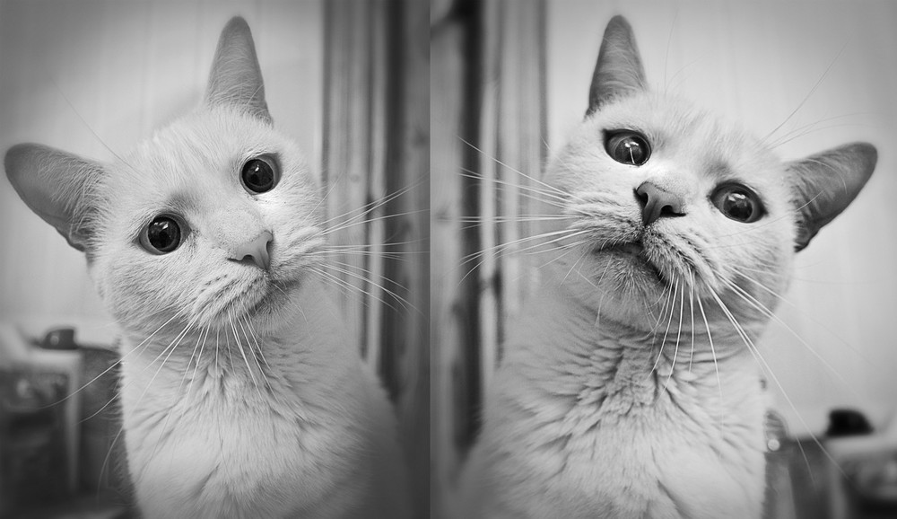 Фотографія кошка психодел / Plump Bisquit / photographers.ua