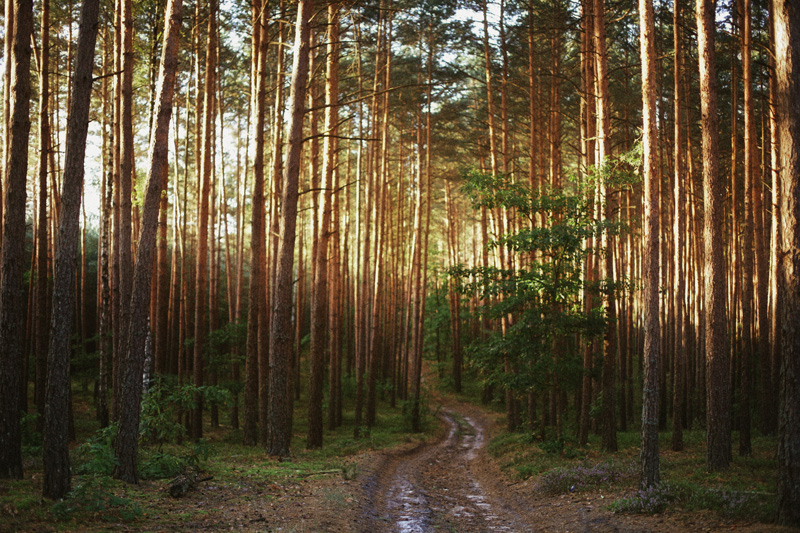 Фотографія .. / Перхалюк Роман / photographers.ua